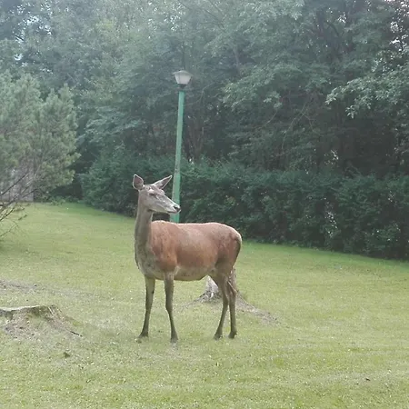 Geovita 3* Zakopane